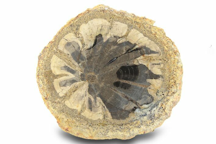 Petrified Wood (Hermanophyton) Round - Colorado #299370